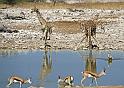 207 Etosha NP, giraf en springbokken